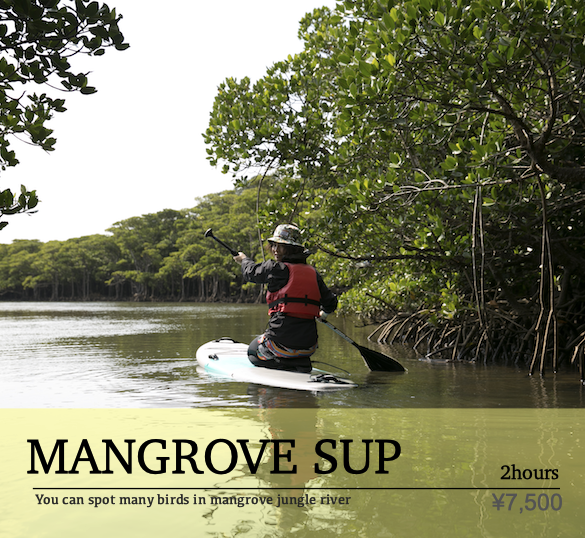 Mangrove SUP